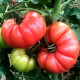 Томат Сонароза F1