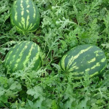 Демре F1 семена арбуза тип Кримсон Свит (Yuksel)