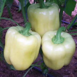 Деніз F1 насіння перцю солодкого (Yuksel)