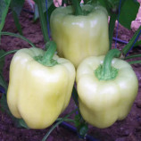 Дениз F1 (Денис F1) семена перца сладкого тип Блочный раннего 68-72 дн. корот.куб. 180-200 гр. 3-4 камер. желт./красн. (Yuksel)