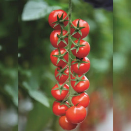 Марголь F1семена томата индет. черри (Yuksel)