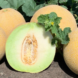 Кюрелла F1 (Курела F1) насіння дині тип Галію середньої 62-67 дн. 1,8-2,0 кг окр. (Seminis)