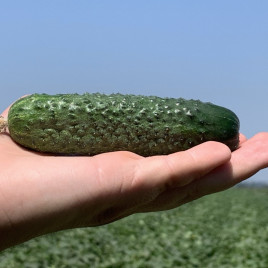 Джозефіно F1 (Жозефіно F1) насіння огірка корнішону партенокарп. раннього 40-42 дн. 10-12 см (Seminis)