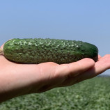 Джозефино F1 (Жозефино F1) семена огурца корнишона партенокарп. раннего 40-42 дн. 10-12 см (Seminis)