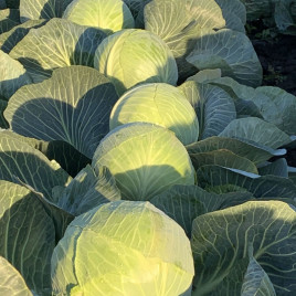 Ферро F1 (Ferro F1) насіння капусти б/г середньої 85-90 днів 2,5-4 кг окр. (Seminis)