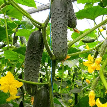 Мозаик F1 (Сарацин F1) семена огурца корнишона партенокарп. раннего 32-35 дн. 12-14 см (Yuksel)