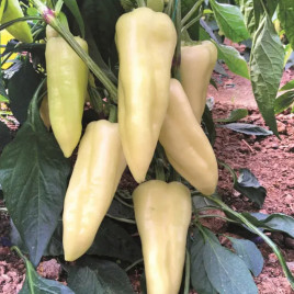 Елмас F1 насіння перцю солодкого (Yuksel)