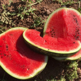 141-172 F1 семена арбуза раннего тип Кримсон Свит 8-11 кг (Yuksel)