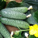 Солон F1 семена огурца партенокарп. среднего 13-14 см (Yuksel)