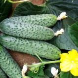 Солон F1 насіння огірка корнішону партенокарпічного середнього 45-50 дн. 13-14 см (Yuksel)