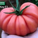 Пинк Кой F1 семена томата индет. тип Марманде раннего 105-115 дн. ребрист. 280-300 гр. розов. (Yuksel)