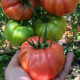 Пинк Кой F1 семена томата индет. тип Марманде раннего 105-115 дн. ребрист. 280-300 гр. розов. (Yuksel)