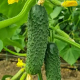 Фурор F1 насіння огірка партенокарп. раннього 10-12 см (Leda Agro)