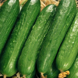 Салім F1 насіння огірка бджолозапильного (NongWoo Bio)