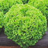 Драгон семена салата тип Батавия (Vilmorin)