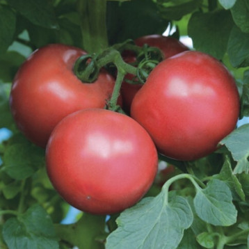 ТЕХ 2720 F1 семена томата индет. розового (Taki Seeds)