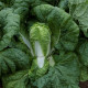 Пекінська капуста Ендуро (Тена 037) F1