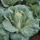 Пекінська капуста Ендуро (Тена 037) F1