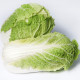 Эндуро F1 (Паркин F1) (калибр.) семена капусты пекинской ранней 60-65 дн. 1,5-2 кг (Takii Seeds)