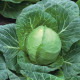 Ортус F1 насіння капусти б / к ранньої (Takii Seed)