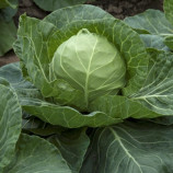 Ортус F1 насіння капусти б / к ранньої (Takii Seed)