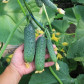 Ягуар F1 насіння огірка корнішона партенокарп. раннього 13-14 см (Takii Seeds)