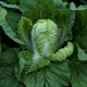 Кьюстар F1 семена капусты пекинской ранней 55 дн. 1-2 кг (Takii Seeds)
