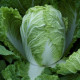 Кьюстар F1 семена капусты пекинской ранней 55 дн. 1-2 кг (Takii Seeds)