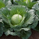 Сунта F1 семена капусты б/к ранней (Takii Seed)