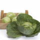 Престар F1 семена капусты б/к ранней 48-50 дн. 0,8-1 кг окр. (Takii Seeds)