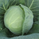 Престар F1 семена капусты б/к ранней 48-50 дн. 0,8-1 кг окр. (Takii Seeds)