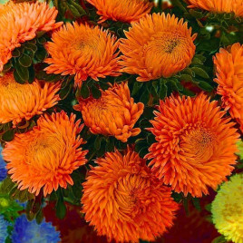 Сірінга терракотовий насіння айстри хризантемоподібної (Satimex)