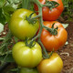 Саннерін F1 (Санерін F1) насіння томату індет. раннього окр. 170-180 гр. червоний (Syngenta)