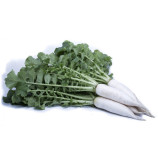 TI-150 семена редьки Дайкон (Takii Seed)