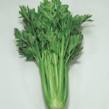 Насіння селери Дарклет F1 черешкового (Takii Seeds)