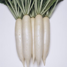 Эверест семена редьки Дайкон 60-65 дн. 30-35см 700гр. (Takii Seed)