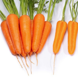 Ті-134 F1 насіння моркви (Takii Seeds)