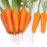 Ті-134 F1 насіння моркви (Takii Seeds)