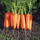 Коралина F1 (Ти-134 F1) (калибр. 1,8-2,0 мм) семена моркови тип Курода средней 110-115 дн. 17-18 см (Takii Seeds)