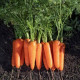 Коралина F1 (Ти-134 F1) (калибр. 2,2-2,6 мм) семена моркови тип Курода средней 110-115 дн. 17-18 см (Takii Seeds)