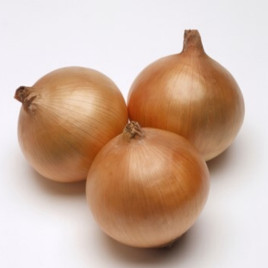 Цибуля ріпчаста Рекс F1