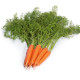 Гладиус F1 (калибр. 1,6-1,8 мм) семена моркови тип Нантес средней 120 дн. 18-20 см (Takii Seeds)