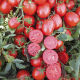 Томат Уно Россо F1 