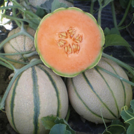 Портенто F1 семена дыни ранней 1,3-1,6 кг (United Genetics)