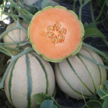 Портенто F1 семена дыни ранней 1,3-1,6 кг (United Genetics)
