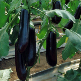 Найт Леди F1 семена баклажана (United Genetics)