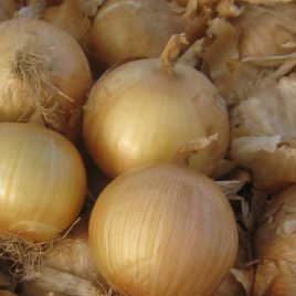 Екстра Ерлі Голд F1 насіння цибулі ріпчастої озимої (United Genetics)