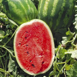 Арбуз Карнаката F1 (Карнак F1)