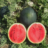 Шуга Бейби семена арбуза (United Genetics)