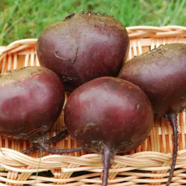 Ред Бул семена свеклы столовой (United Genetics)